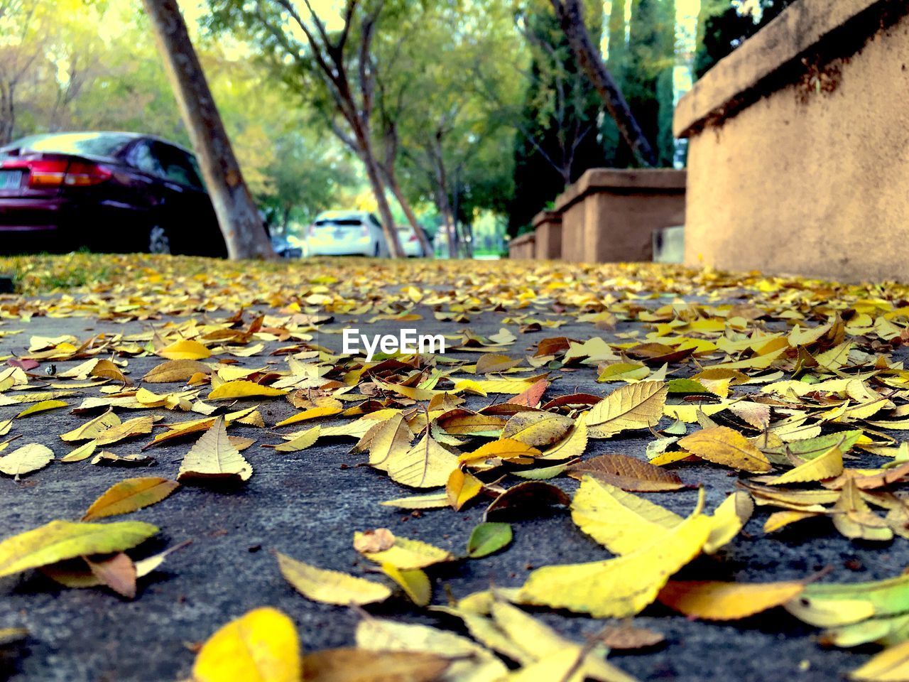 SURFACE LEVEL OF LEAVES ON ROAD