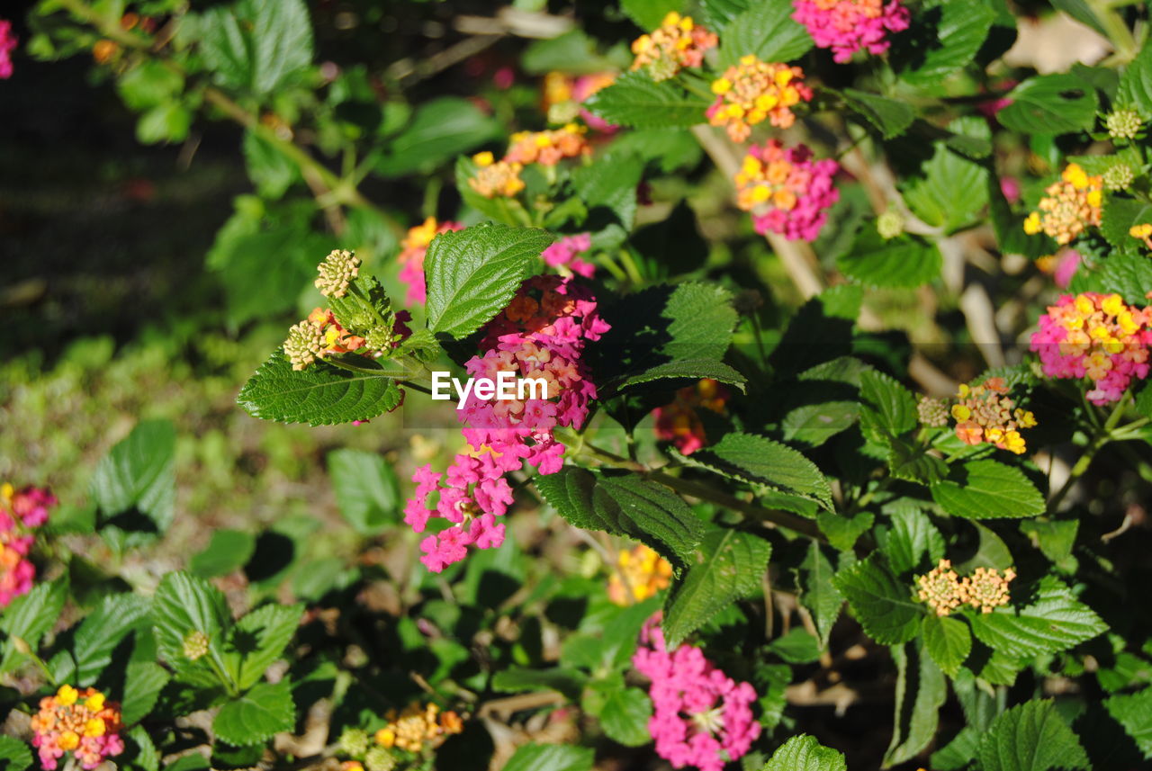 CLOSE-UP OF PINK ROSES ON PLANT