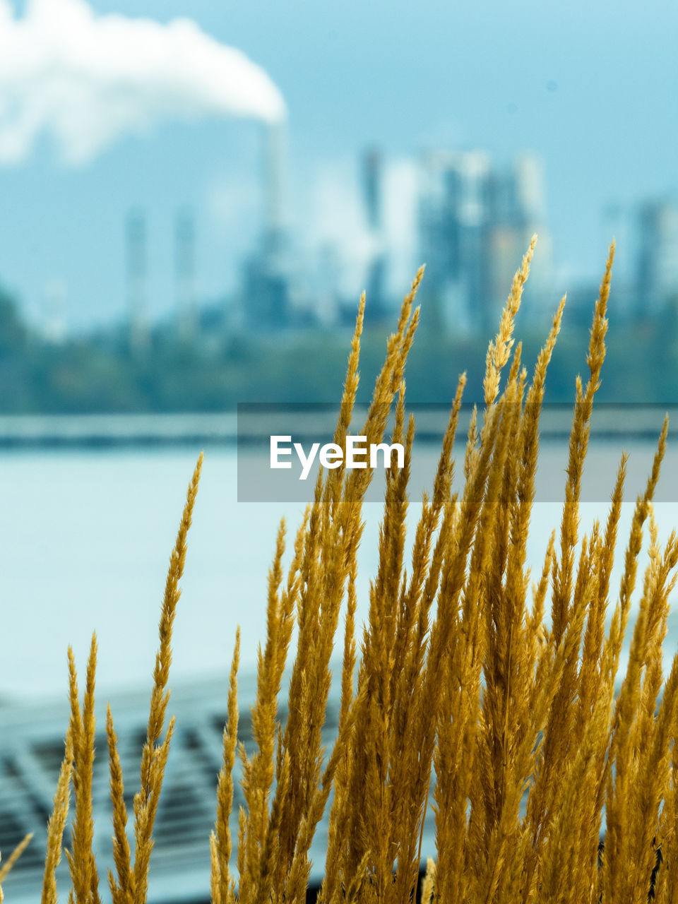 CLOSE-UP OF PLANTS AGAINST BLURRED BACKGROUND