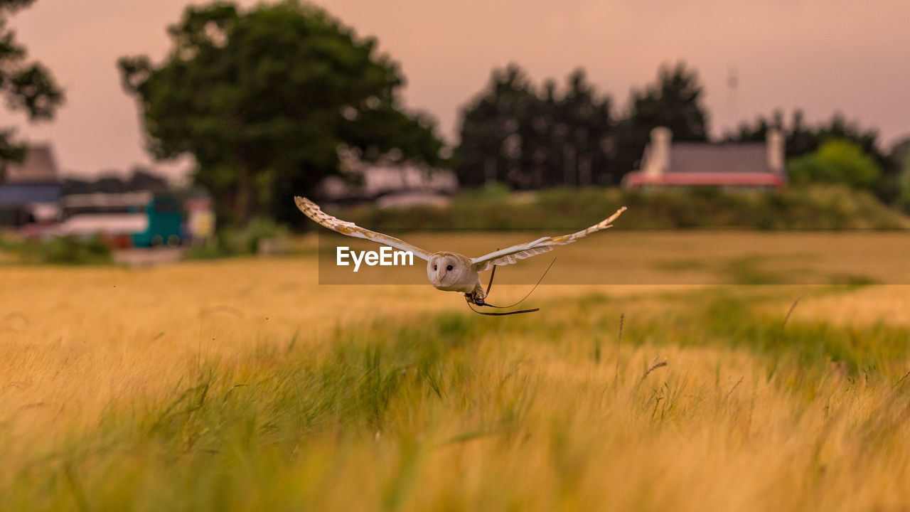 Owl flying over a field