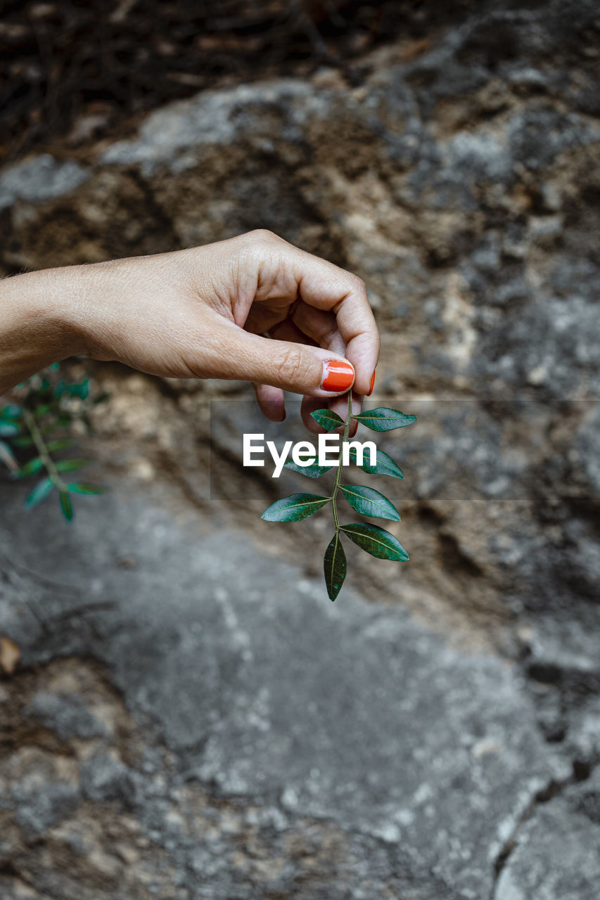 Close-up of woman hand holding leaves in forest