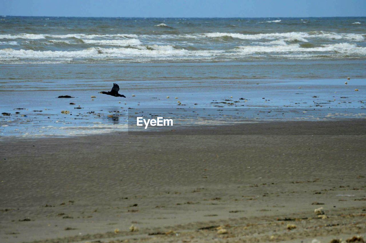 BIRDS PERCHING ON SHORE AT BEACH