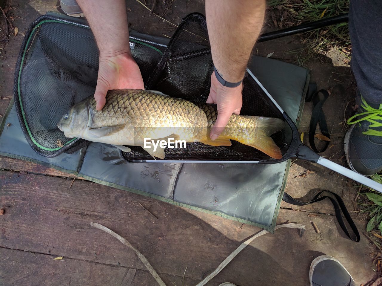 Cropped image of man holding carp fish over net
