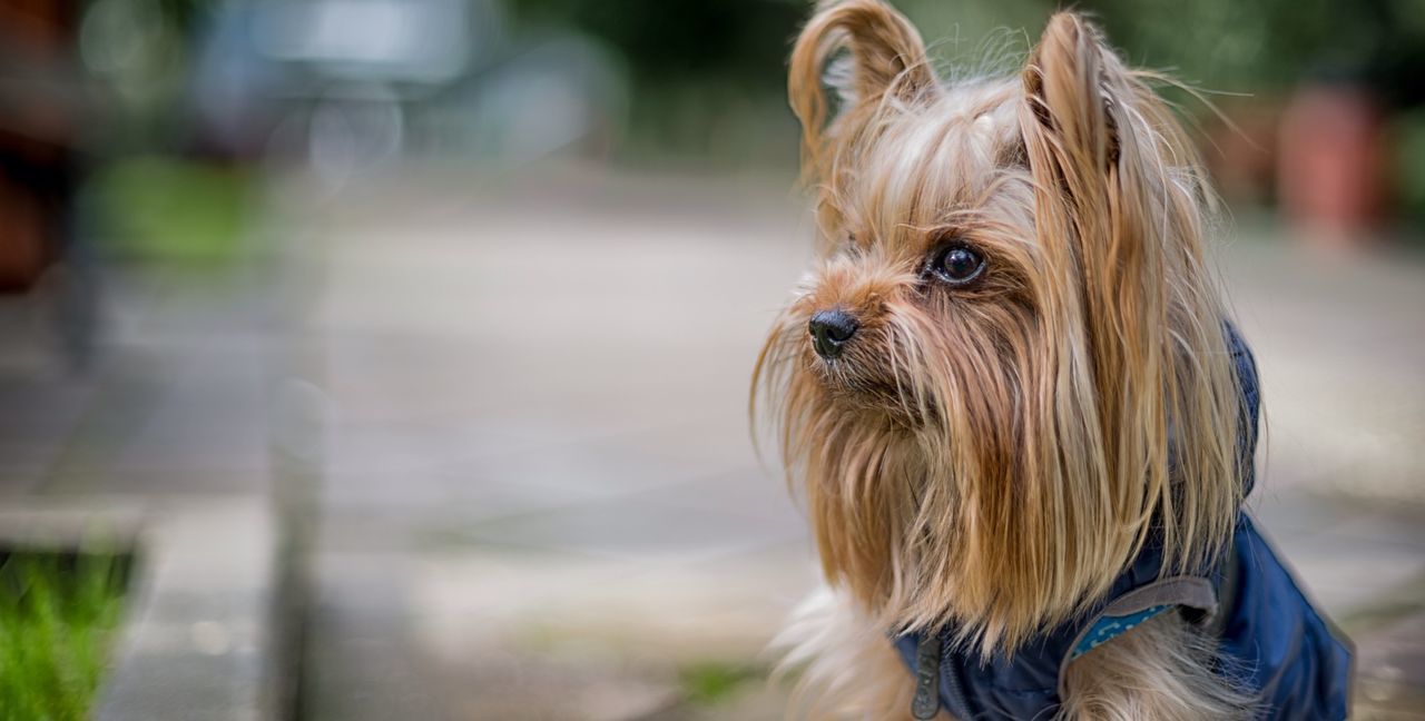 Close-up of dog