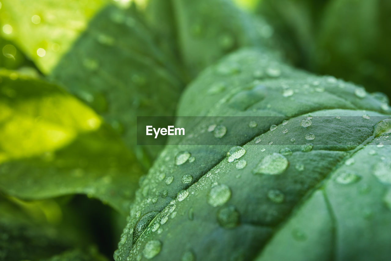 CLOSE-UP OF WET LEAVES