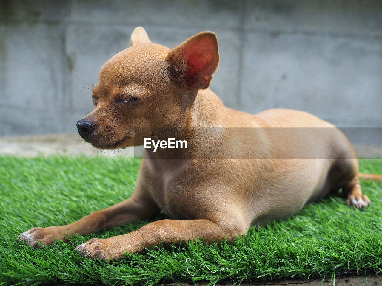 DOG RELAXING IN GRASS