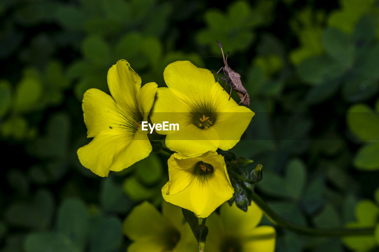 CLOSE-UP OF YELLOW FLOWER