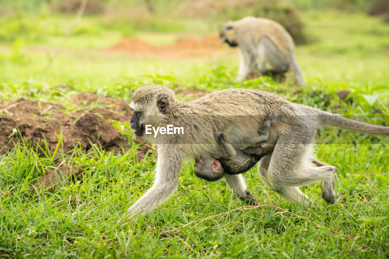 Mother monkey and baby bond in lake mburo national park. ideal for wildlife and nature projects.