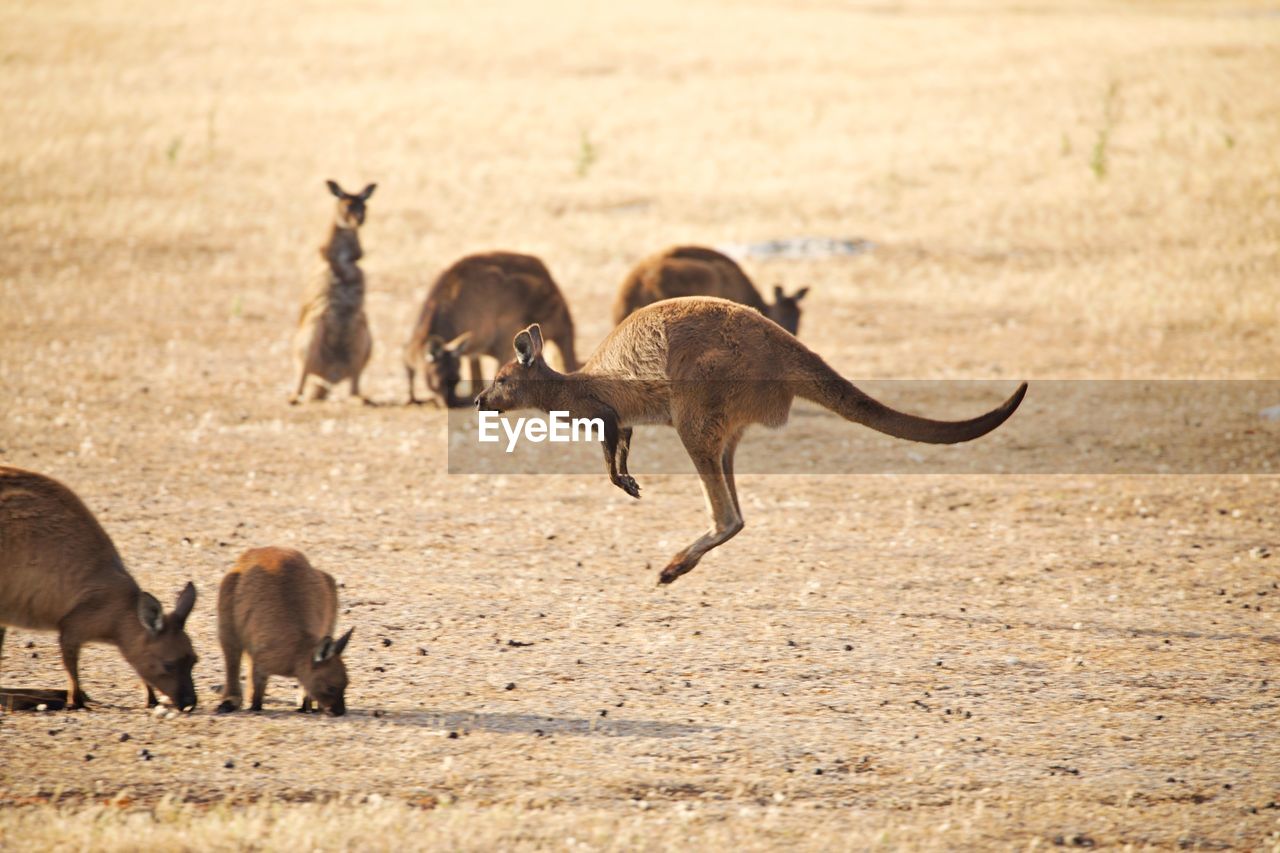 Kangaroo jumping from right to left through a group of fellows