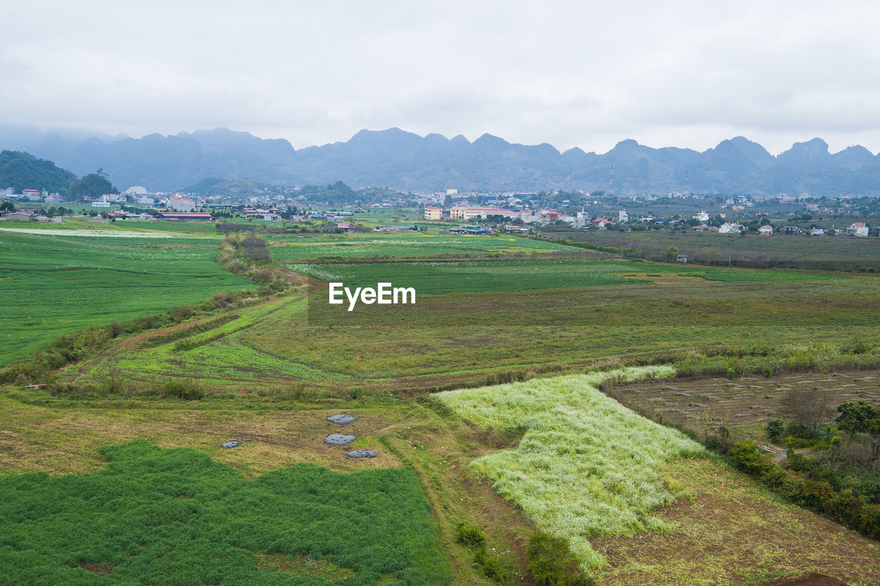 Scenic view of agricultural field against sky