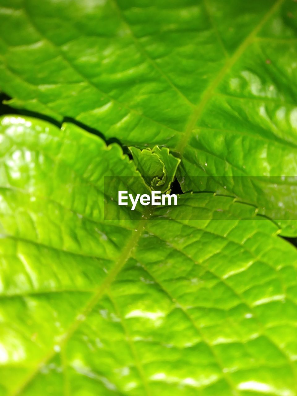 CLOSE-UP OF GREEN INSECT ON LEAF