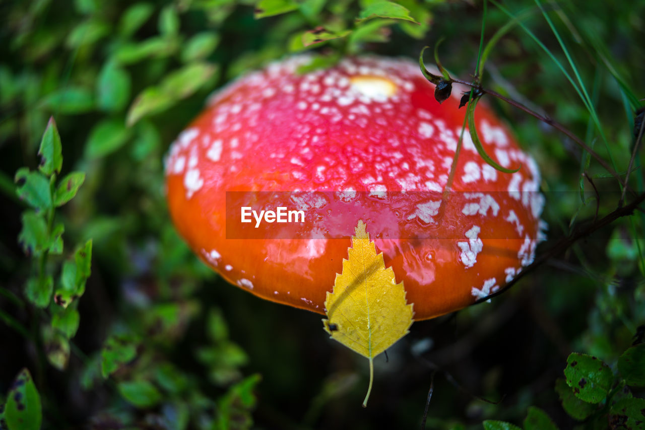 Close-up of red mushroom growing on plant