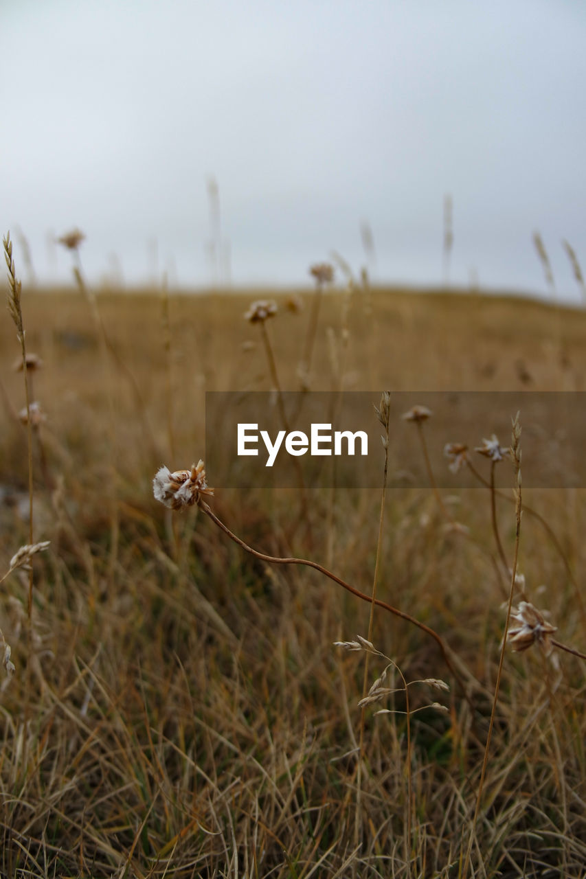 grass, nature, plant, prairie, natural environment, field, land, no people, grassland, flower, sky, focus on foreground, landscape, day, environment, tranquility, wetland, beauty in nature, outdoors, animal, morning, growth, agriculture, wildlife, animal themes, rural area, leaf, animal wildlife, soil, steppe, close-up, scenics - nature, dry, non-urban scene, tranquil scene, meadow, sunlight
