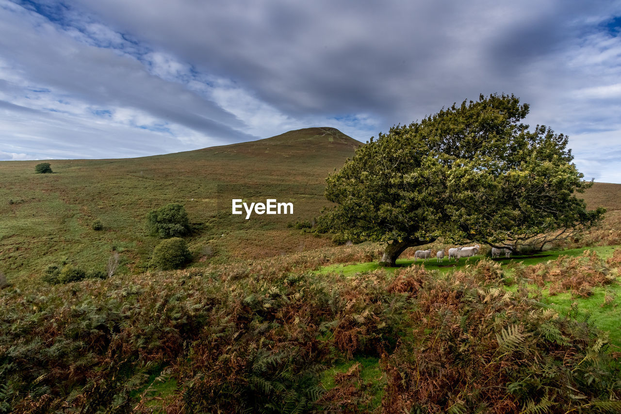 Sugar loaf mountain nr abergavenny