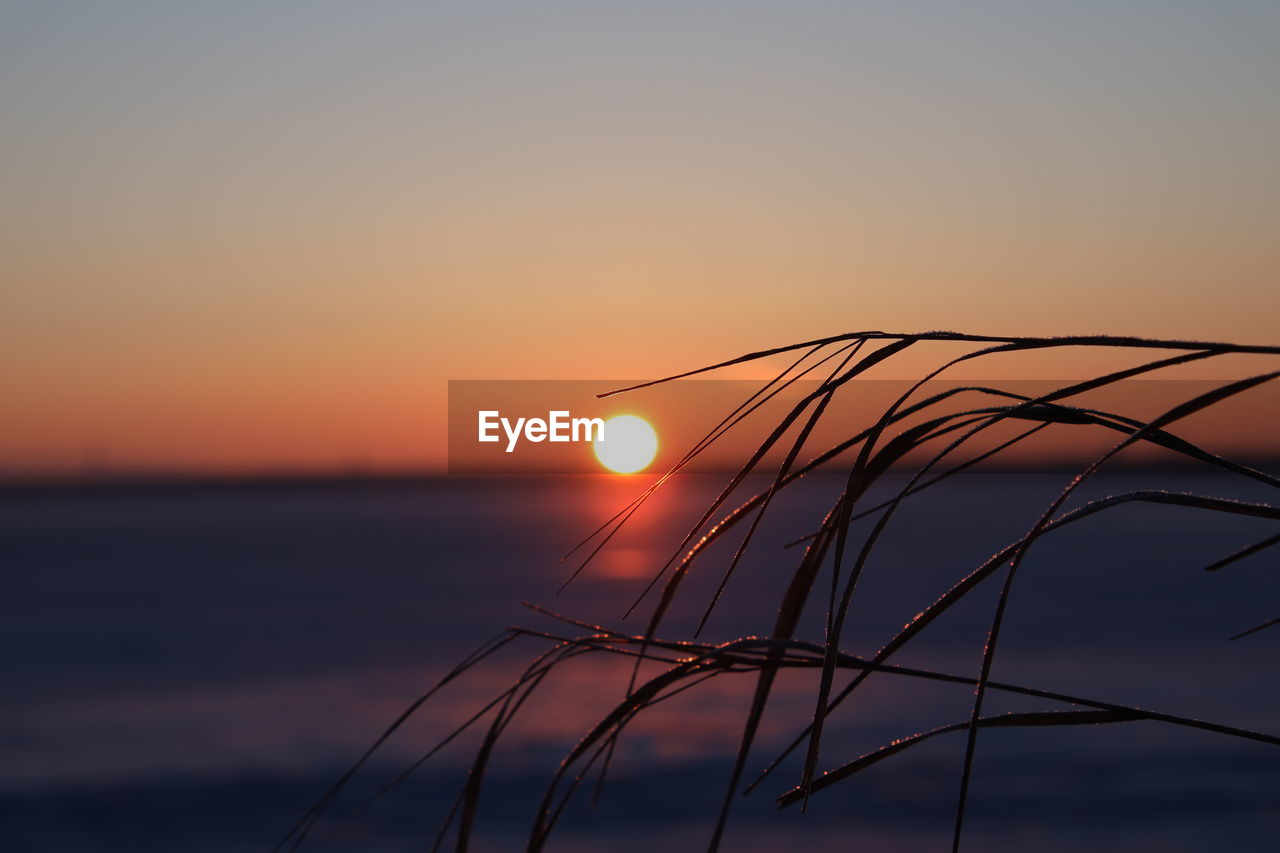 SILHOUETTE OF STALKS AGAINST SUNSET