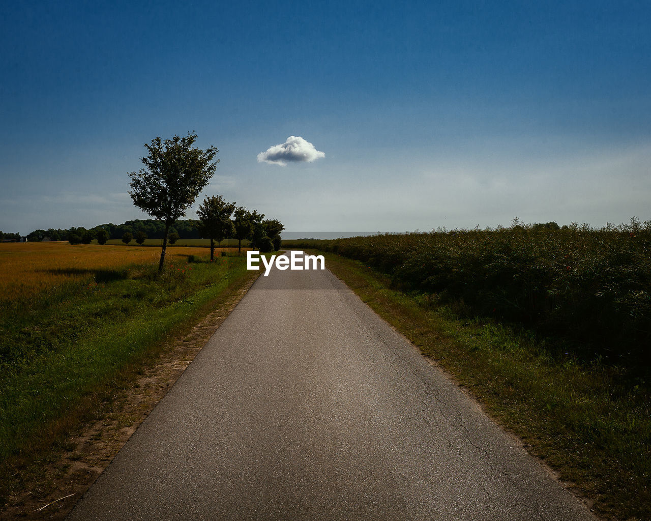 EMPTY ROAD AMIDST TREES ON FIELD