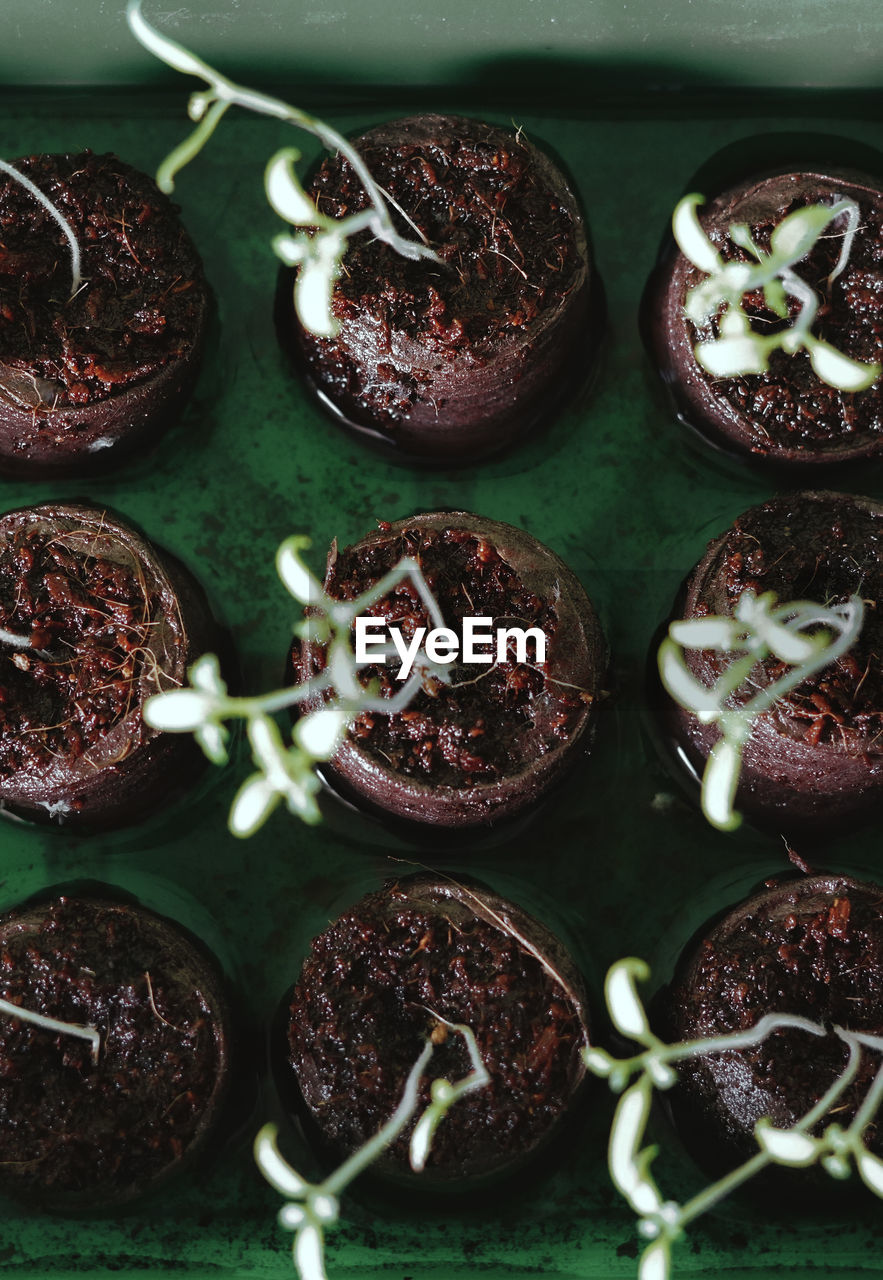 food and drink, food, dessert, fruit, plant, freshness, chocolate, healthy eating, no people, produce, indoors, wellbeing, chocolate cake, sweet food, chocolate brownie, flower, baked, high angle view