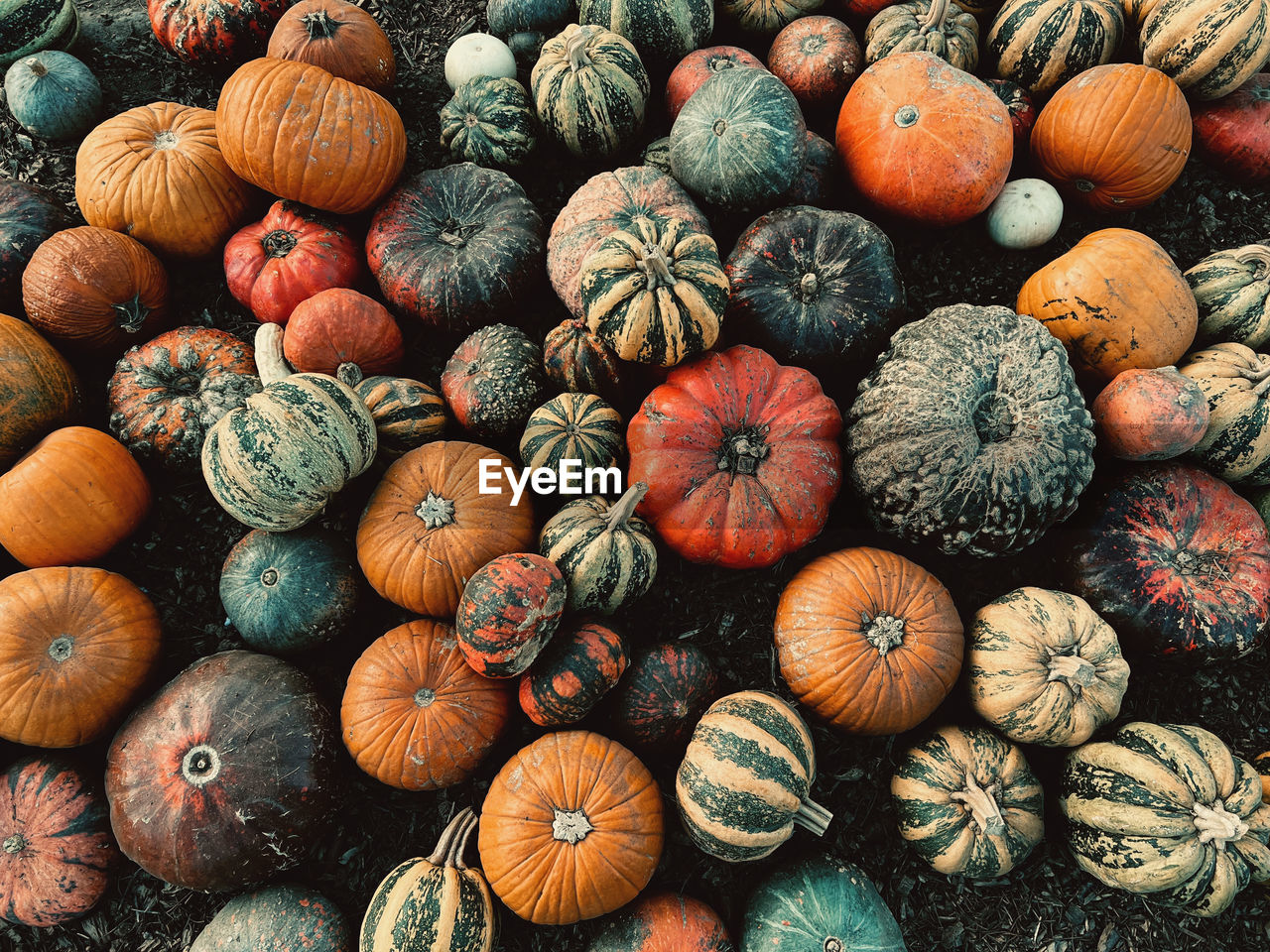 Full frame shot of pumpkins, autumn, fall, october.