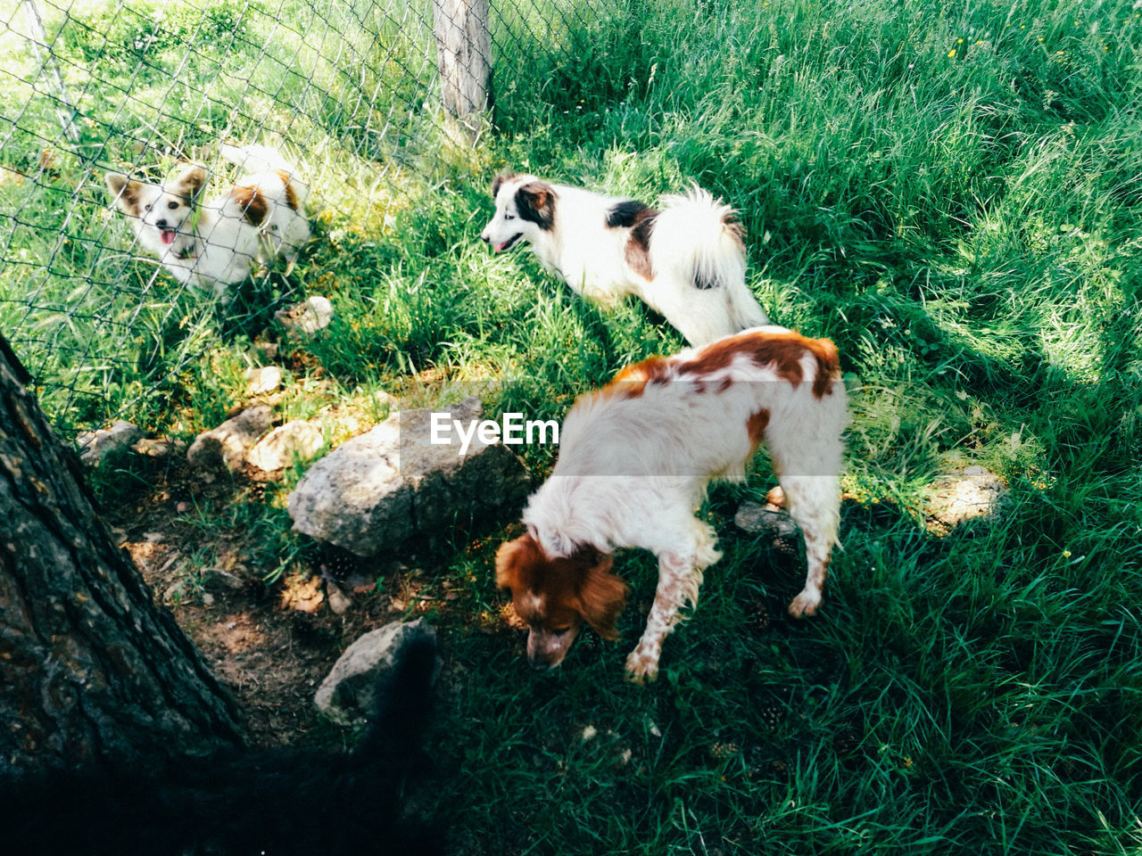 High angle view of dogs on field