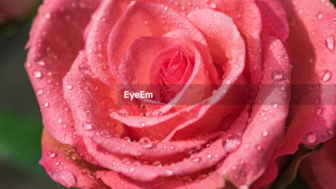 Pink rose after the rain with raindrops sticking to the pink leaves