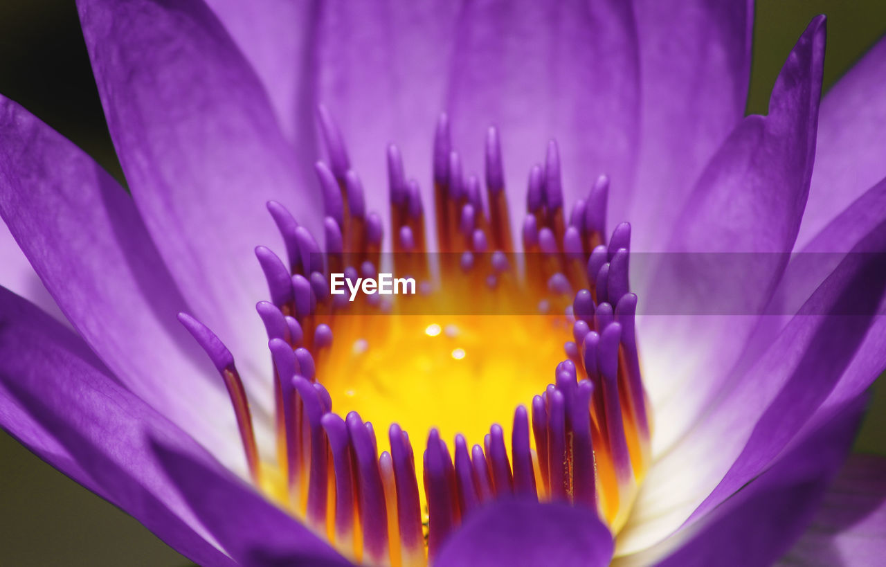 Close-up of purple crocus blooming outdoors