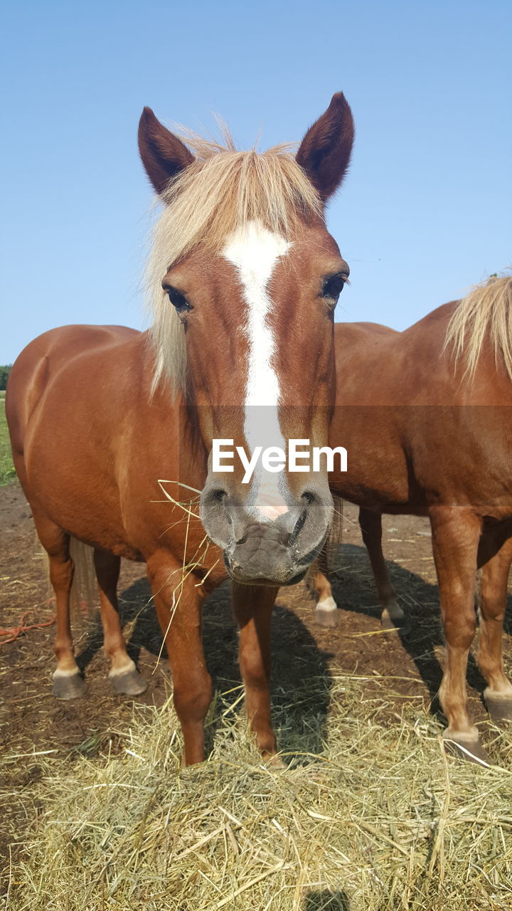 Portrait of horse standing on field