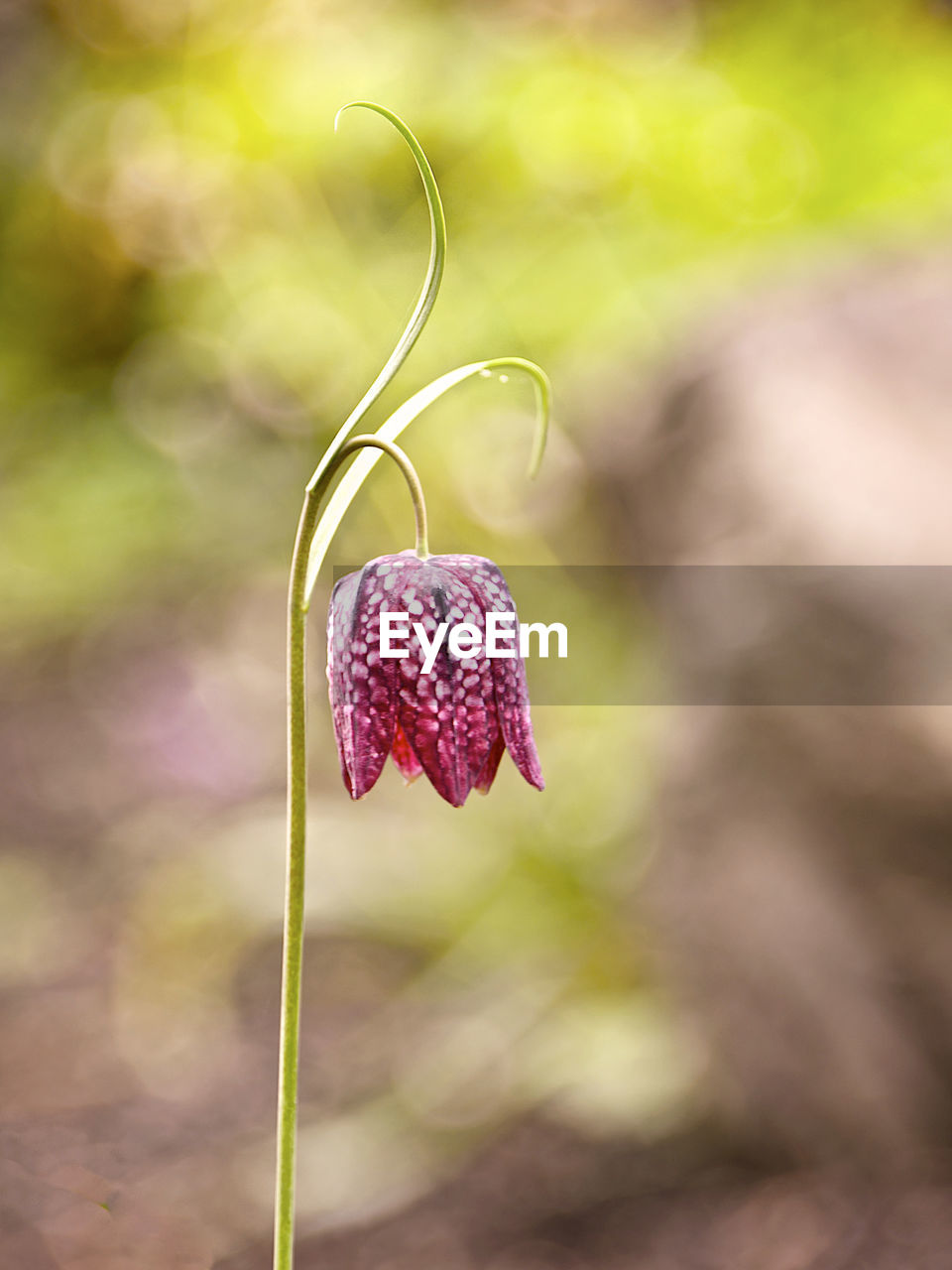 Close-up of , fritillaria meleagris flower growing on plant