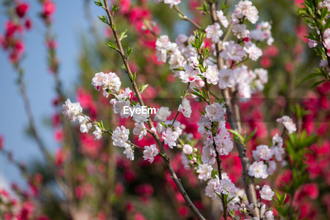 plant, flower, flowering plant, beauty in nature, freshness, blossom, pink, nature, tree, fragility, springtime, growth, close-up, branch, no people, produce, spring, outdoors, food and drink, day, selective focus, flower head, food, botany, inflorescence, fruit, focus on foreground, petal, cherry, shrub, cherry blossom, red, twig, plant part, cherry tree, sky