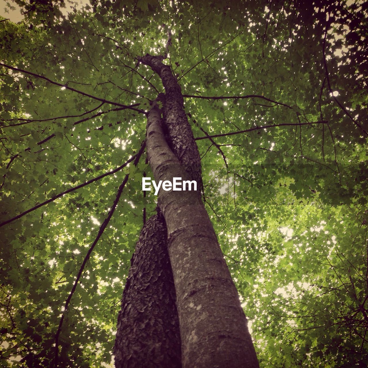 Low angle view of trees in forest