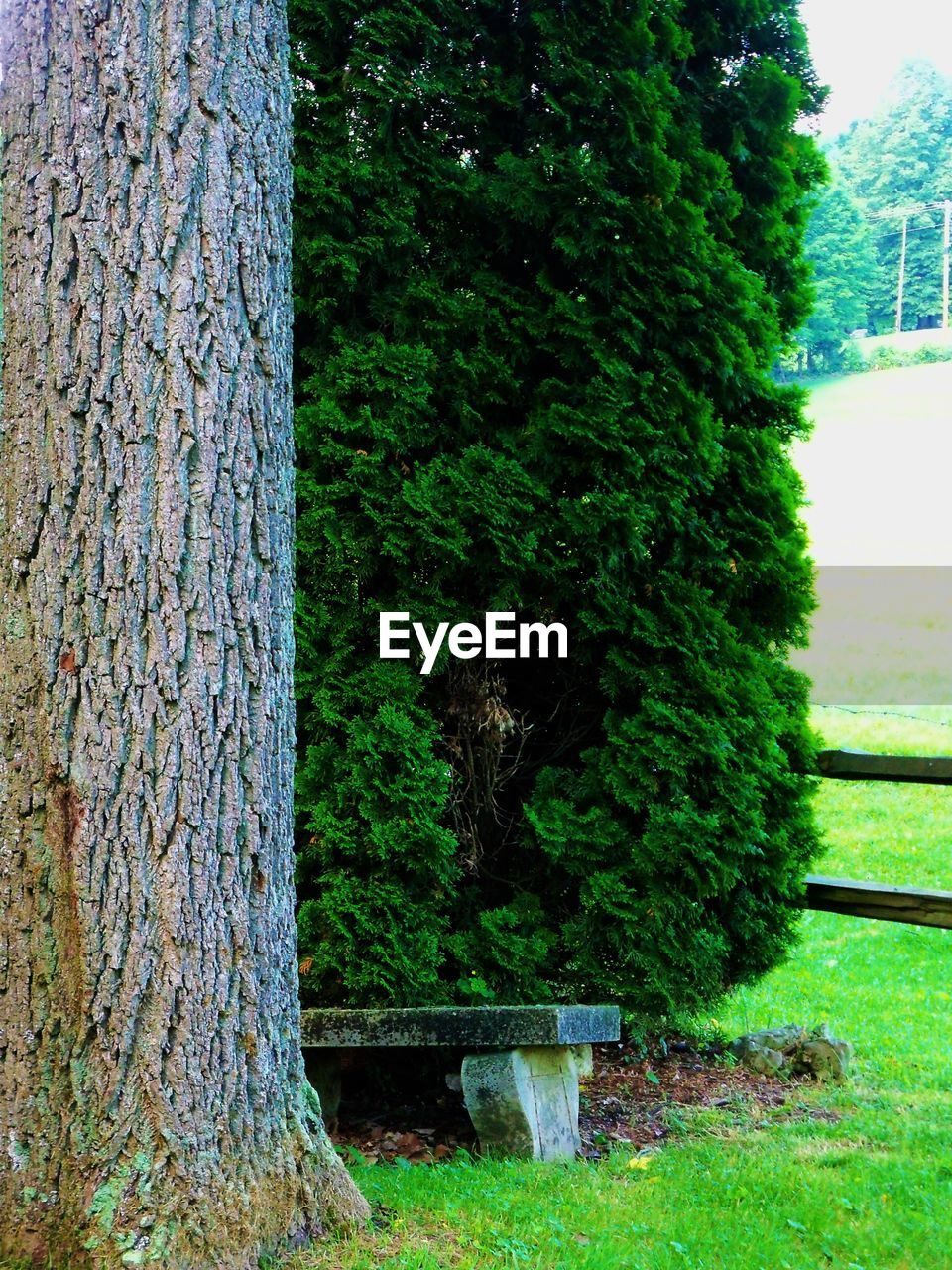 TREES GROWING IN A PARK