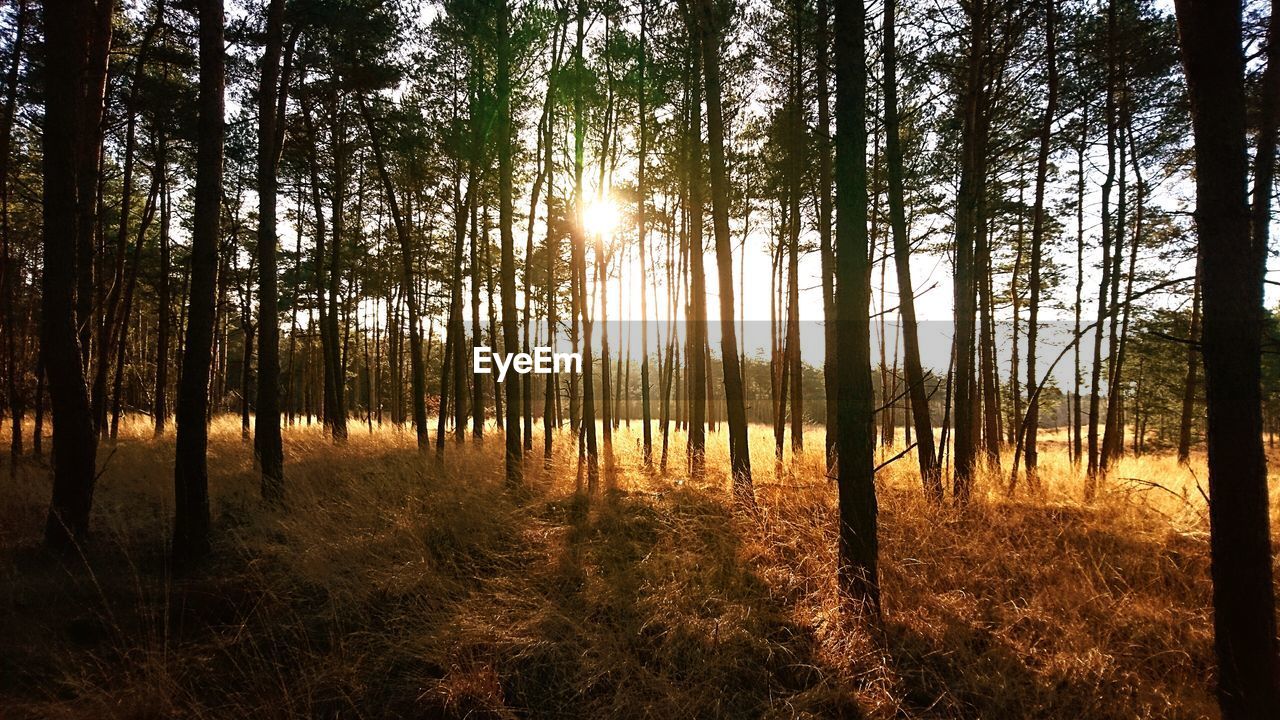 SCENIC VIEW OF FOREST AGAINST SKY