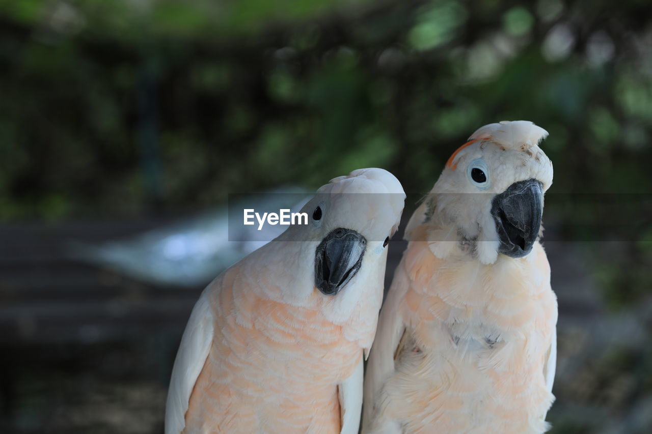 The white cockatoo or umbrella cackatoo