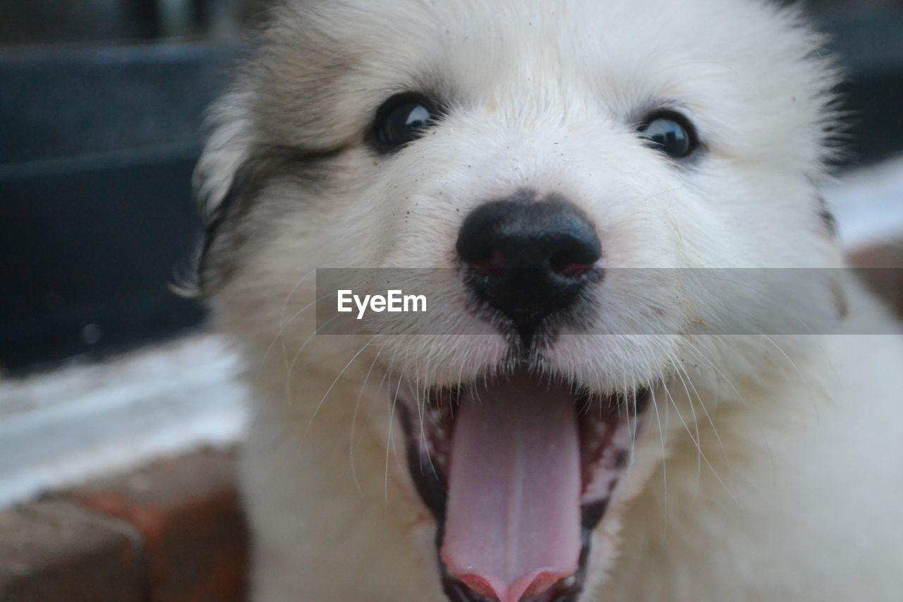 Close-up portrait of white puppy yawning outdoors