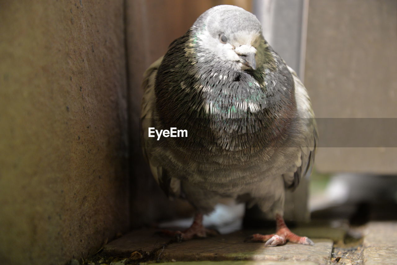 CLOSE-UP OF BIRD ON FLOOR