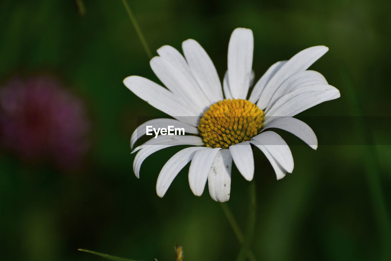 Flower - daisy Flower Plant Close-up Petal Pollen Daisy Nature No People White Color