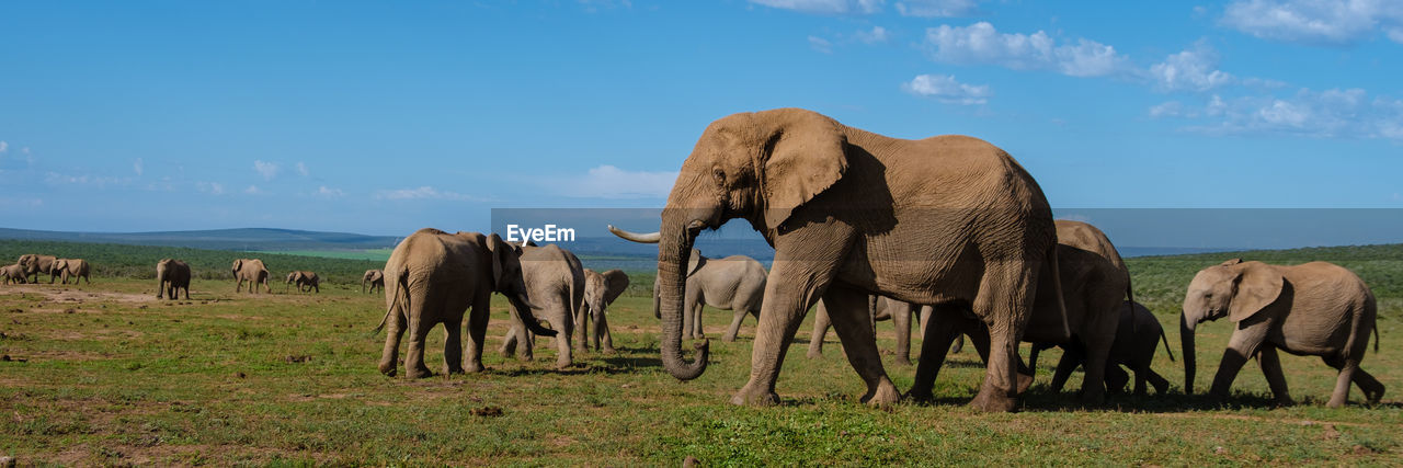 elephants on grassy field
