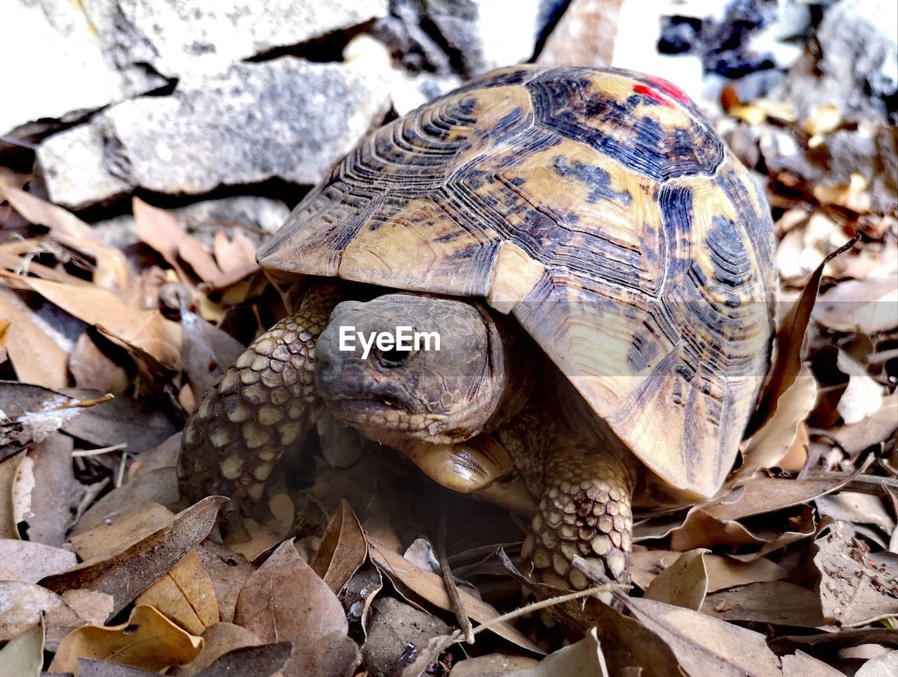 CLOSE-UP OF A TURTLE ON FIELD