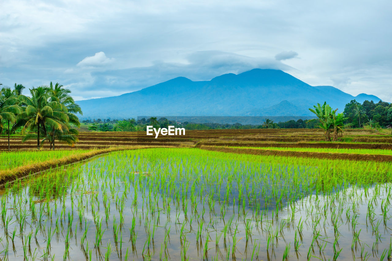 Views of rice fields with mountain reflections on green rice fields in bengkulu utara, indonesia