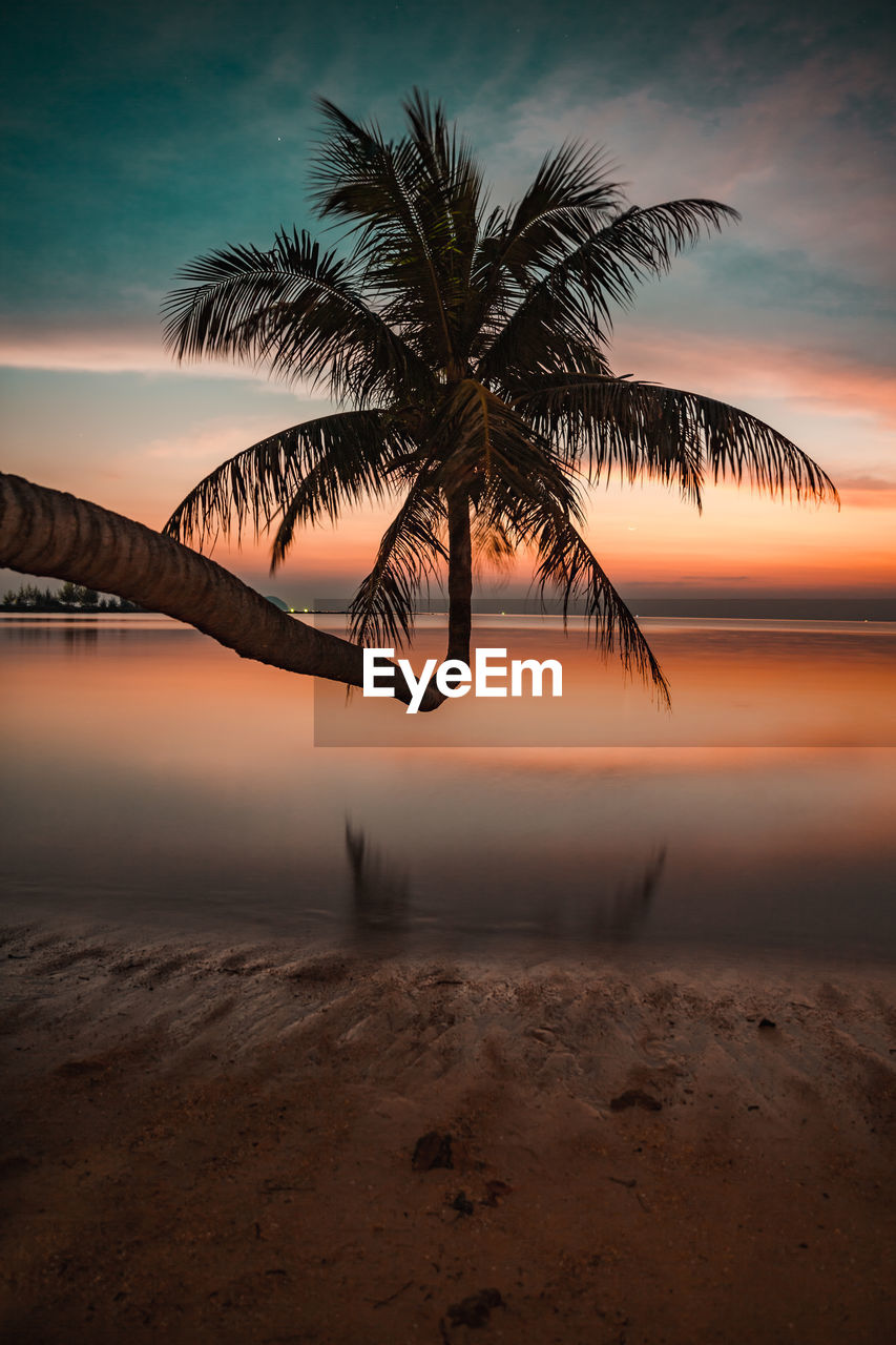 Palm tree by sea against sky during sunset