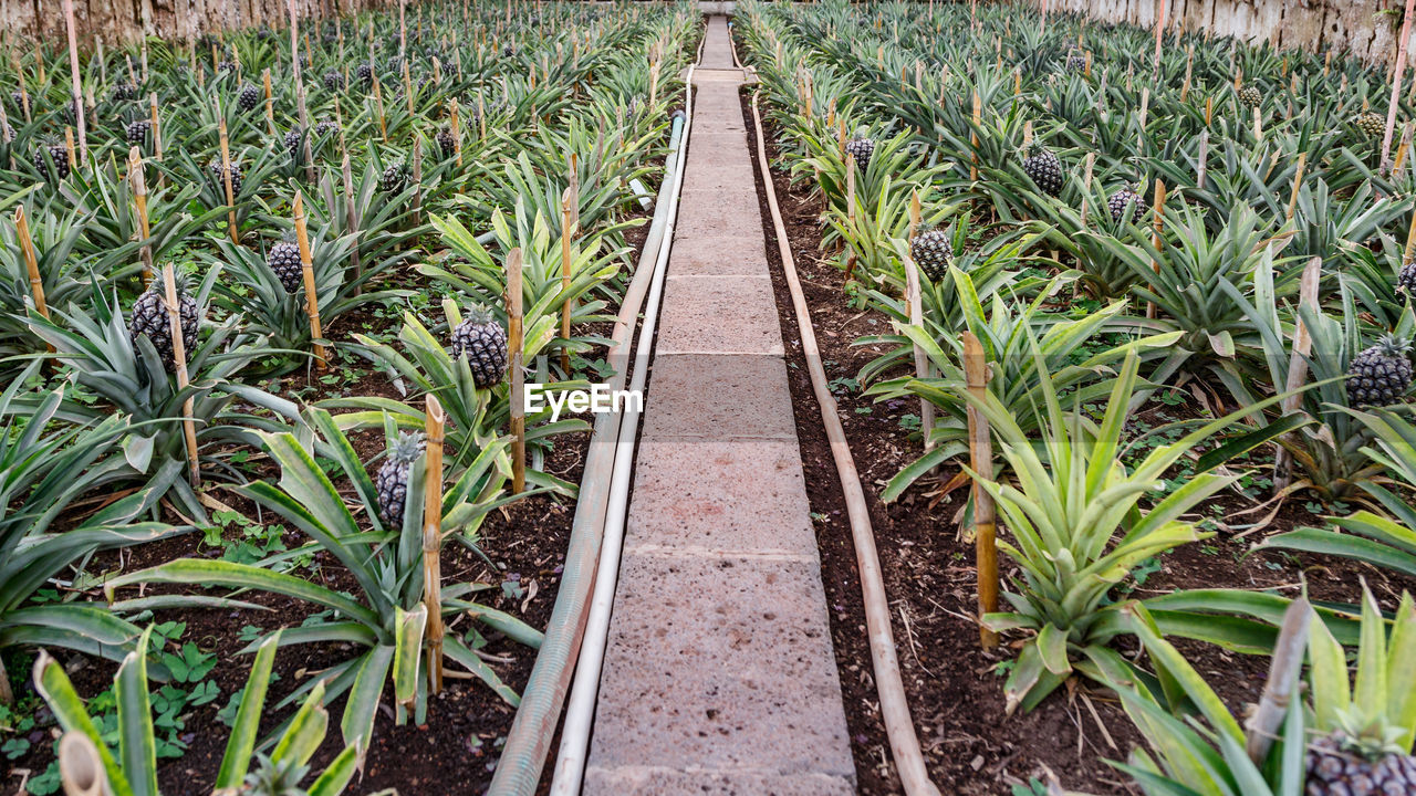 Plants growing in greenhouse