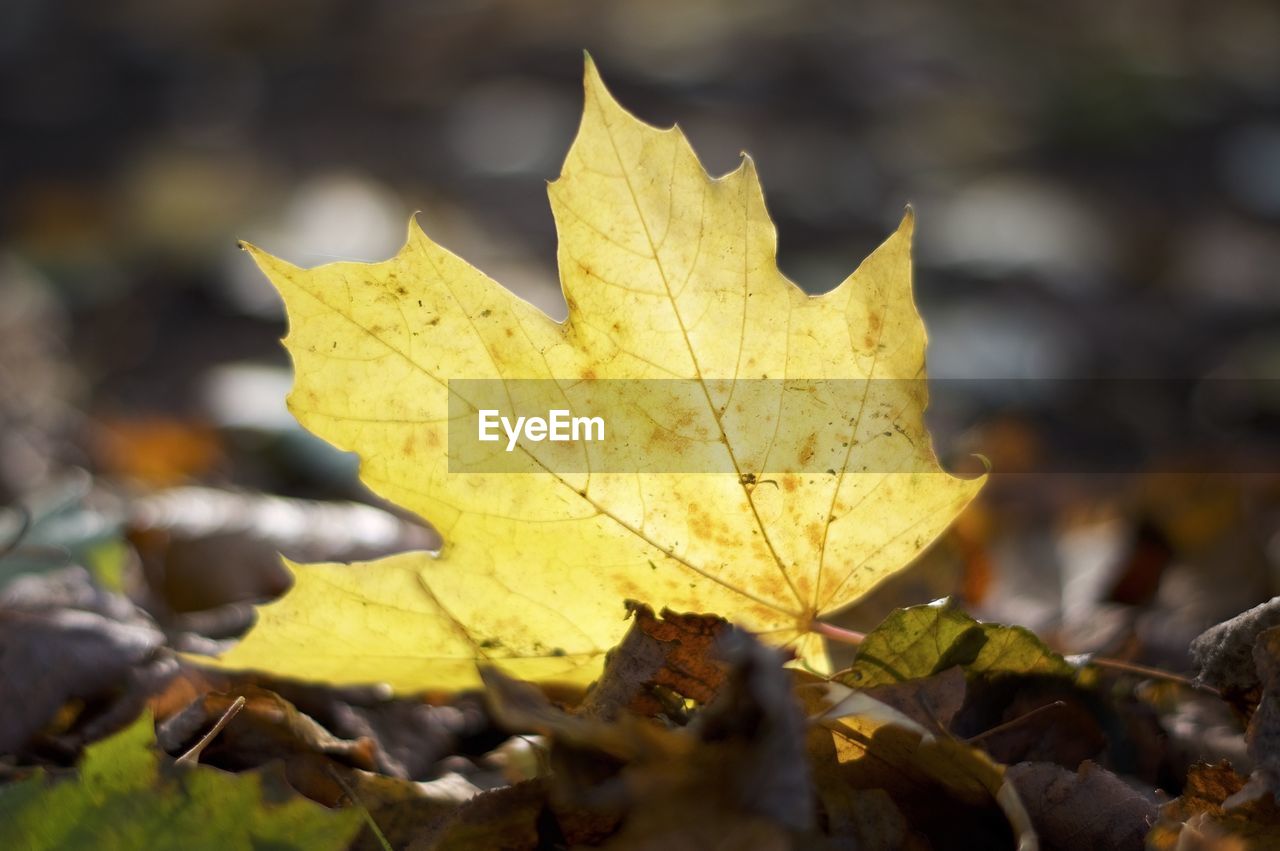 CLOSE-UP OF DRIED MAPLE LEAF