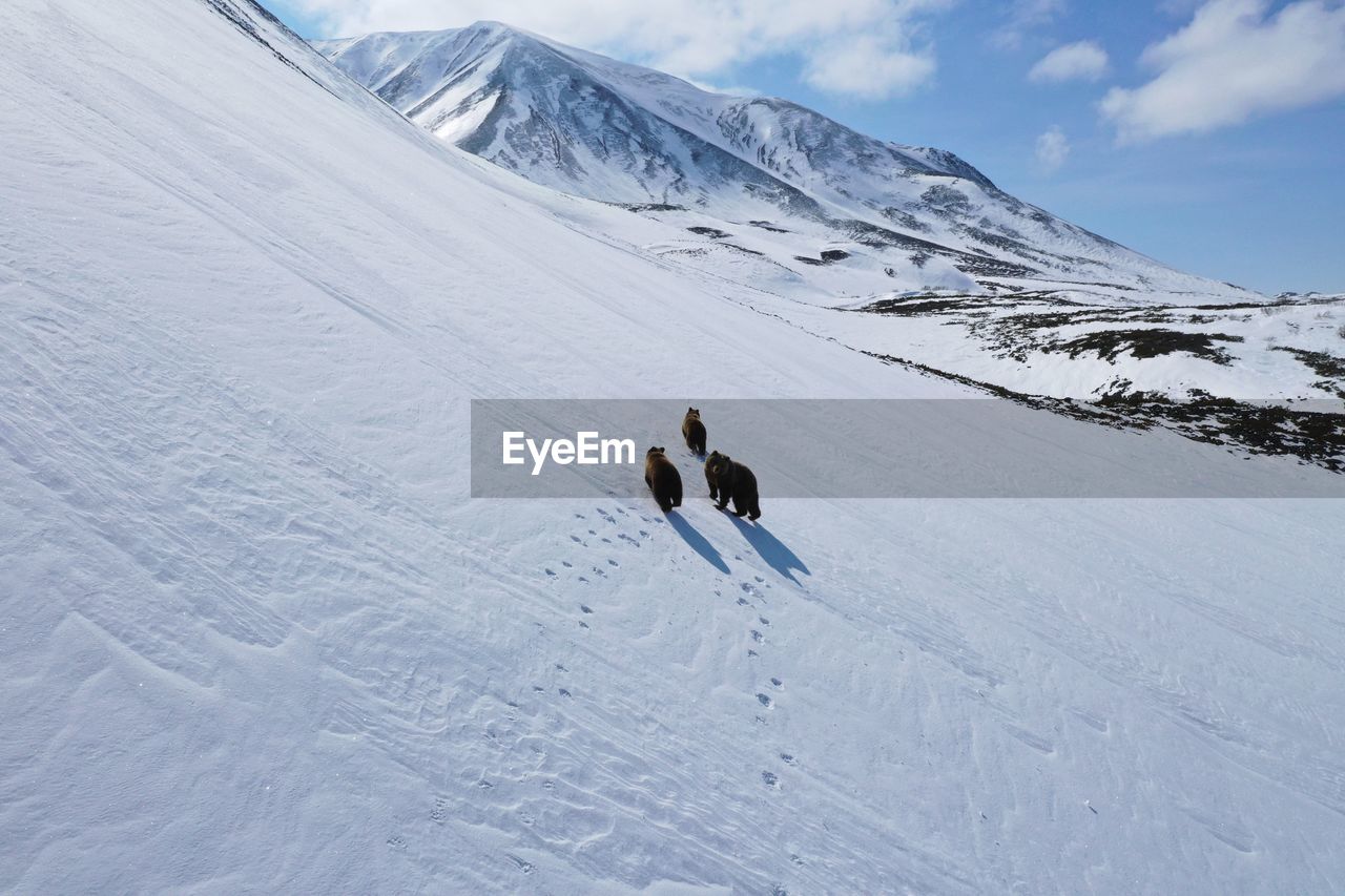 High angle view of bears walking on snow covered mountain