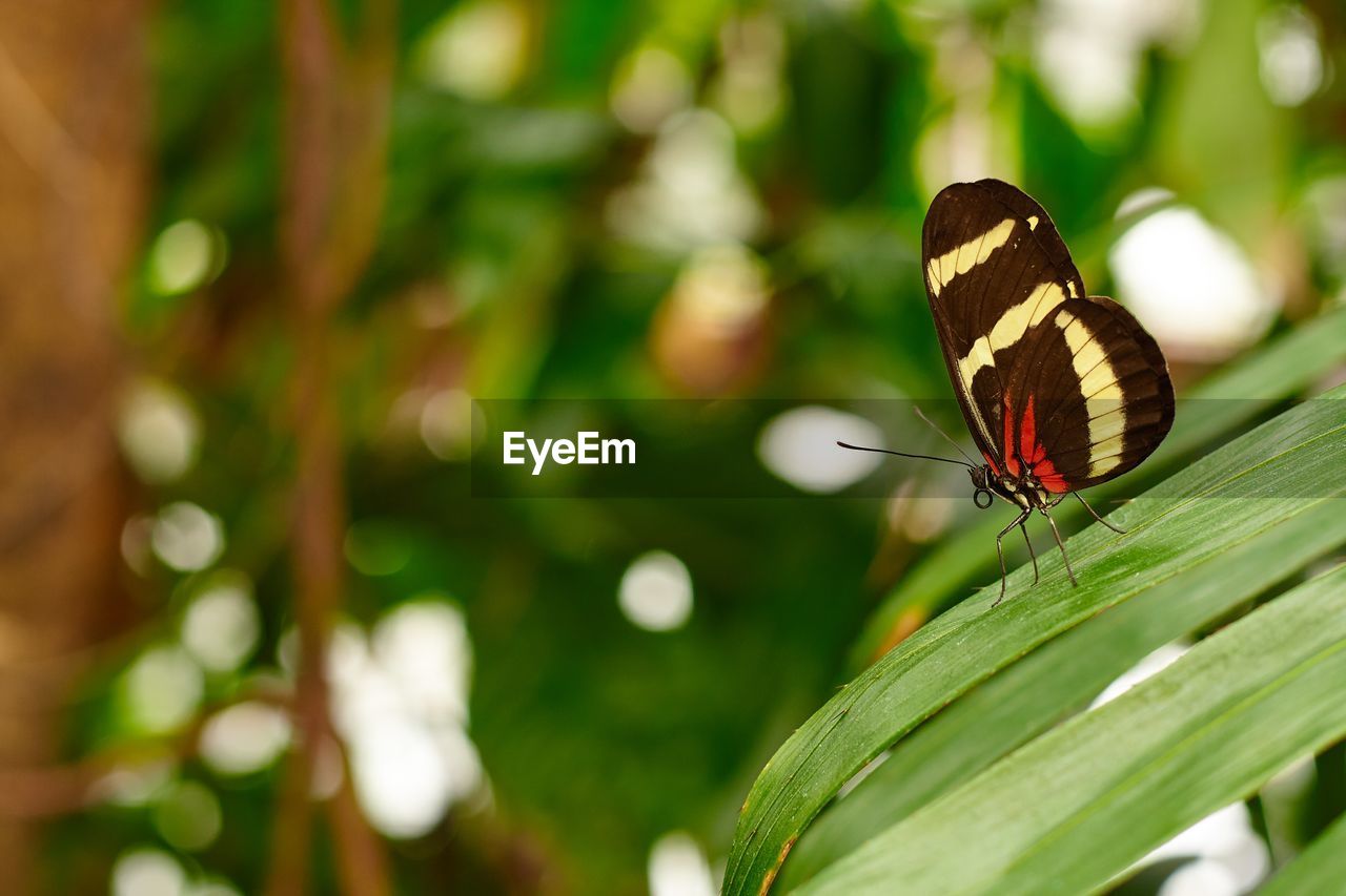 CLOSE-UP OF BUTTERFLY ON PLANT OUTDOORS