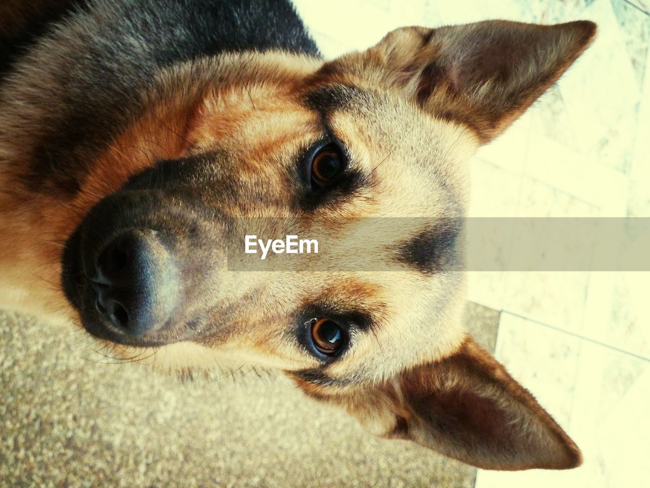 HIGH ANGLE VIEW OF DOG ON FLOOR