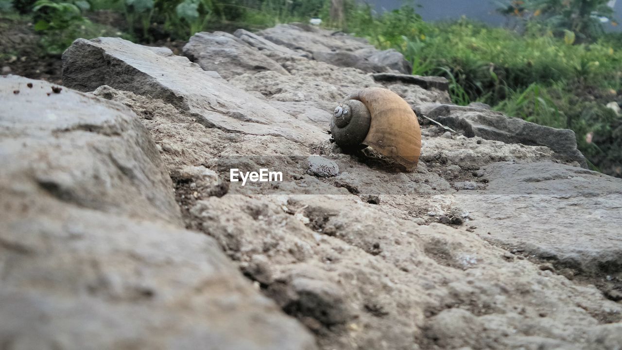 Close-up of seashell on rock