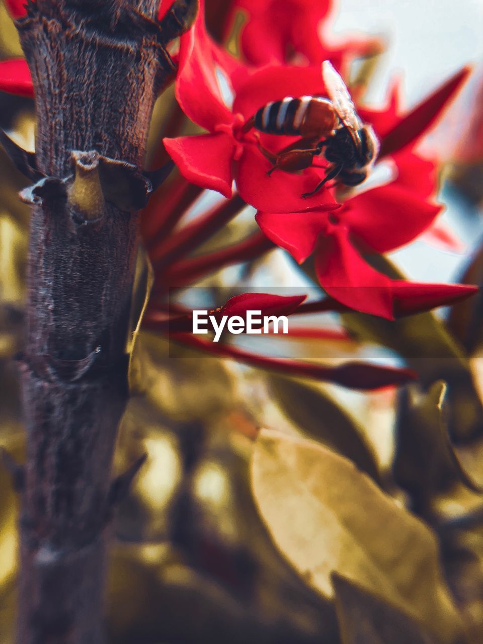 CLOSE-UP OF RED ROSE FLOWER