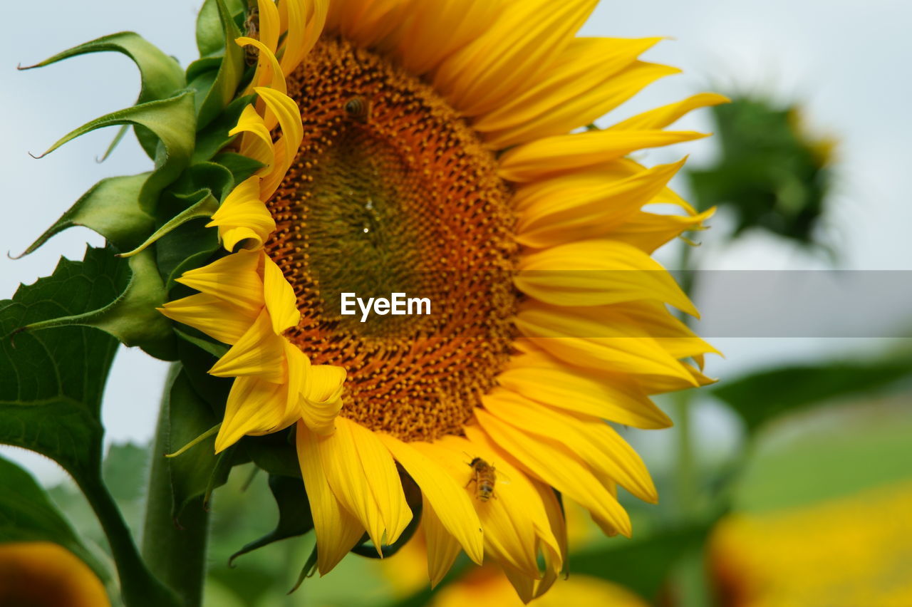 Close-up of sunflower