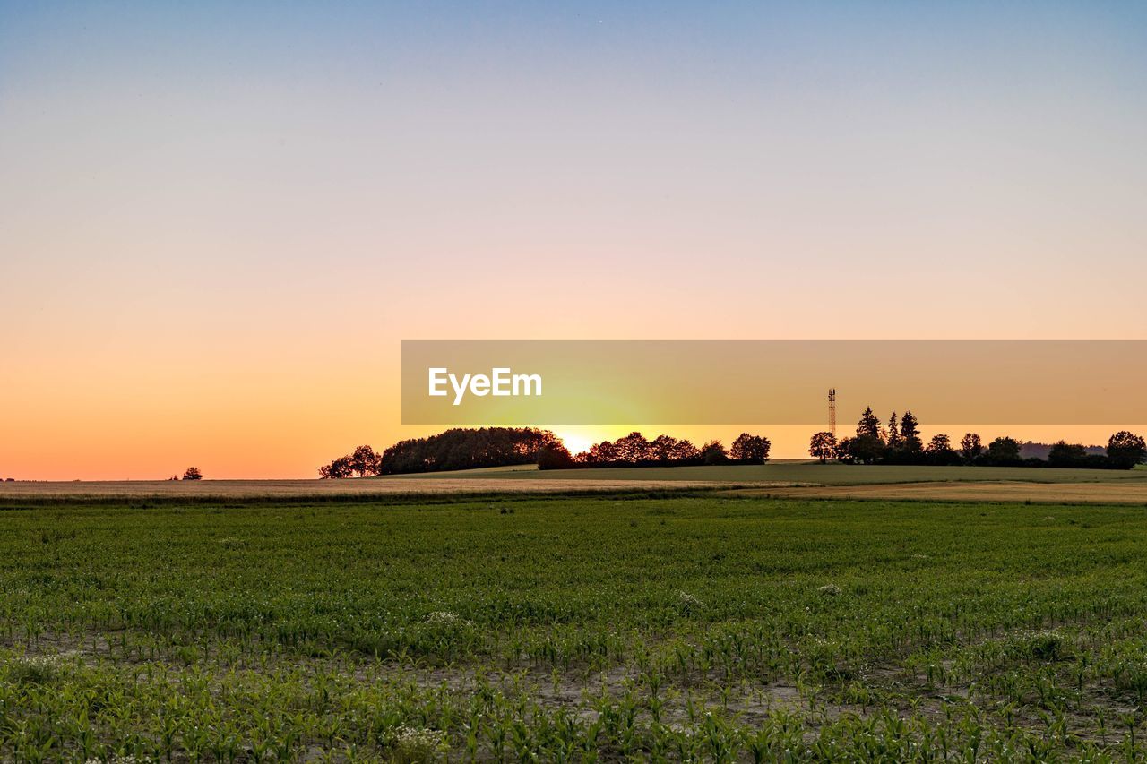 Scenic view of grassy field against clear sky at sunset