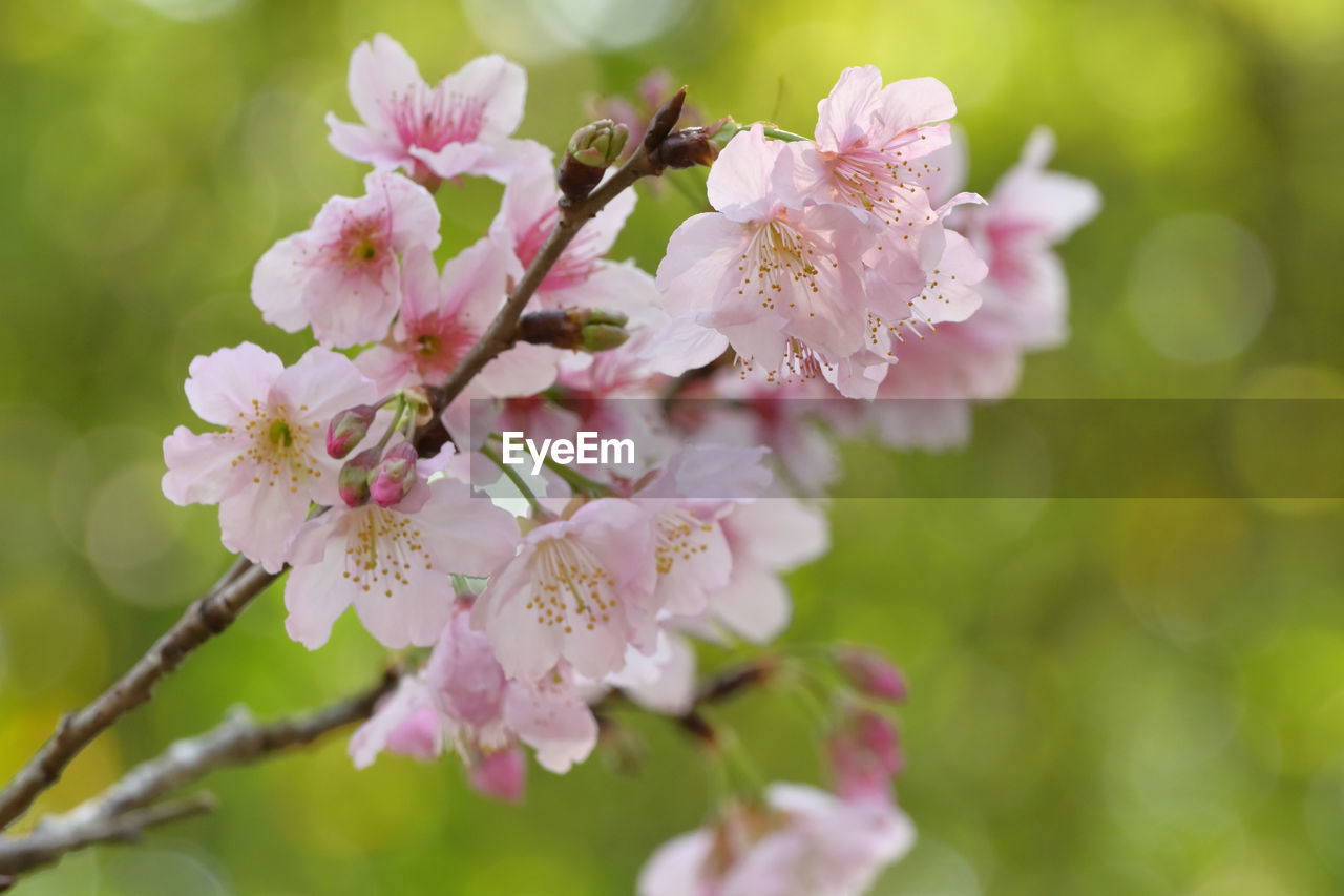 plant, flower, flowering plant, beauty in nature, freshness, fragility, blossom, springtime, pink, tree, growth, nature, close-up, branch, flower head, produce, petal, inflorescence, food, no people, focus on foreground, cherry blossom, outdoors, selective focus, botany, day, fruit, cherry, fruit tree, macro photography, pollen, twig, cherry tree, food and drink