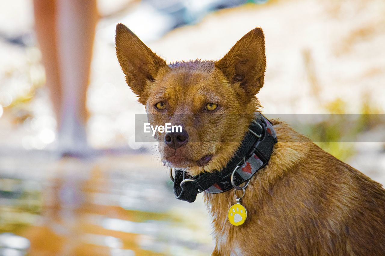 animal themes, animal, one animal, mammal, dog, pet, canine, domestic animals, portrait, animal body part, nature, water, pet collar, collar, outdoors, focus on foreground, day, no people, german shepherd, happiness, carnivore, looking, cute